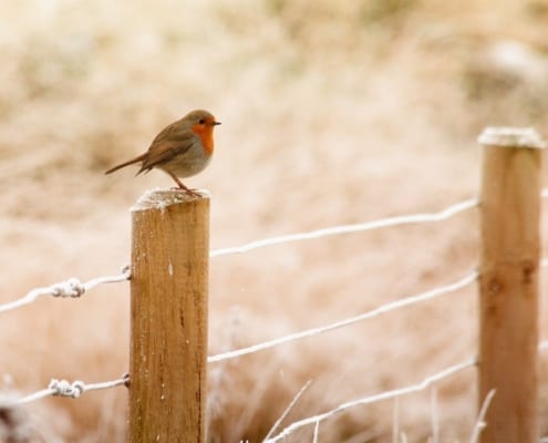 A lone robin